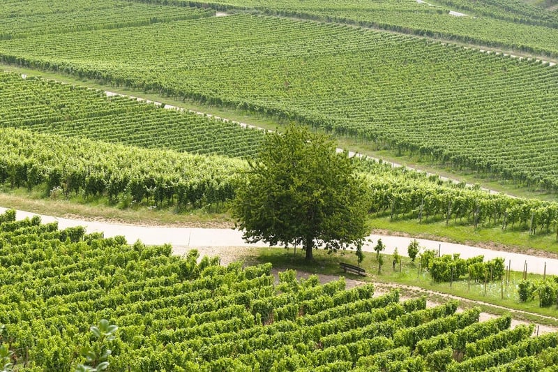 Grapes